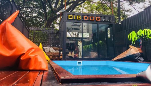 9 cuddly reasons to visit Big Dog Cafe Bangkok: Meet rare huge doggies like Chow Chow, Alaskan Malamute and more!