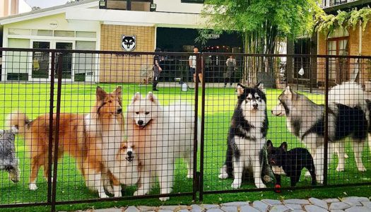 10 Animal Cafes in Bangkok with meerkats, raccoons, fennec foxes and other animals