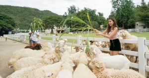 5 romantic things to do, places to eat and stay at The Scenery Vintage Farm just 2 hours from Bangkok