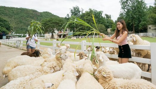5 romantic things to do, places to eat and stay at The Scenery Vintage Farm just 2 hours from Bangkok