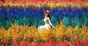 9 Flower fields and Cherry Blossoms (Sakuras) blooming this winter in Northern Thailand.