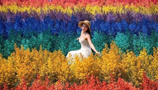 9 Flower fields and Cherry Blossoms (Sakuras) blooming this winter in Northern Thailand.