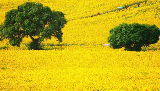 34 Tempat wisata di Khao Yai yang menarik, unik dan Instagramable untuk seluruh keluarga